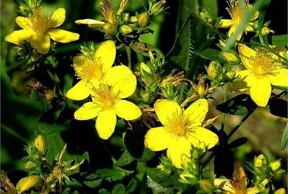 A erva de São João é uma planta medicinal que ajuda a combater a prostatite