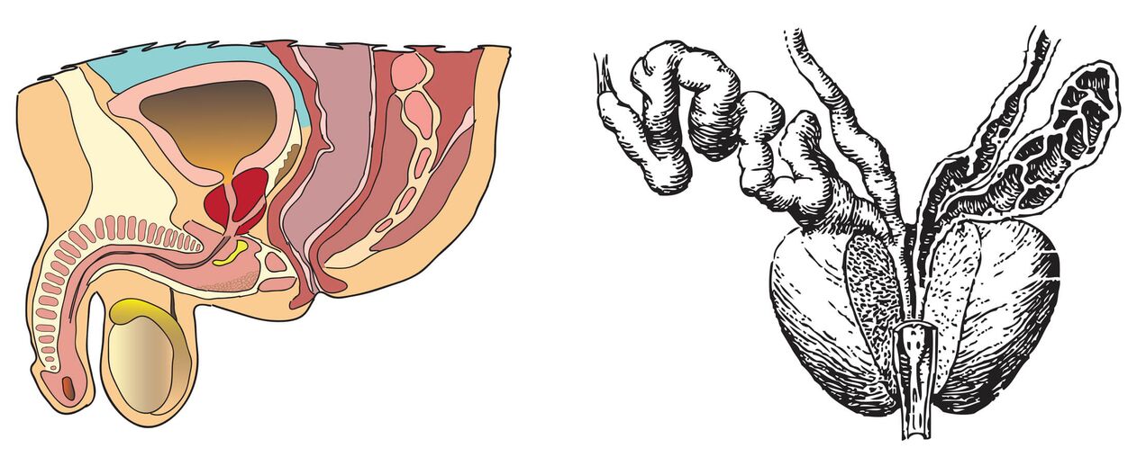 Anatomia da próstata